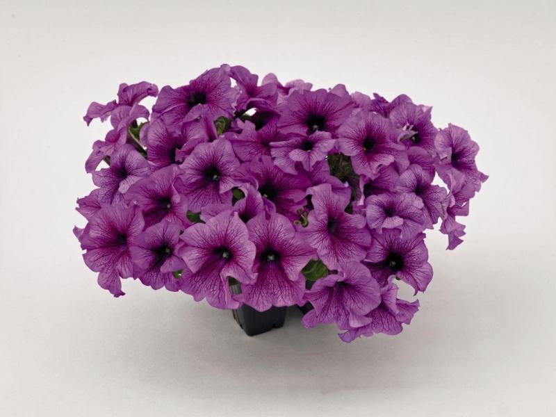 Petunia Success Purple Vein (4125)